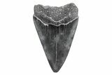 Fossil Broad-Toothed Mako Tooth - South Carolina #214621-1